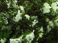 vignette Azalea japonica Palestrina aux grandes fleurs blanches au 27 06 12