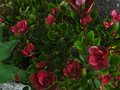 vignette Rhododendron Hongkongense aux nouvelles pousses magnifiquement colores au 22 06 12