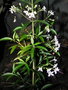 vignette Clerodendrum heterophyllum