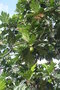 vignette Madagascar Artocarpus altilis