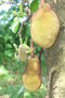 vignette Madagascar Artocarpus heterophyllus