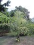 vignette Runion Arenga undulatifolia