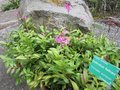 vignette Runion Epidendrum radicans