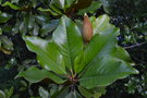 vignette Magnolia grandiflora 'Caradoc'