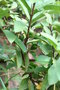 vignette Madagascar Psidium cattleianum ?