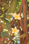 vignette Madagascar Plumeria adulte (frangipanier)
