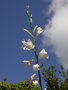 vignette Watsonia borbonica ssp. ardernei