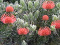 vignette Leucospermum cordifolium
