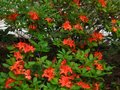 vignette Rhododendron Bakeri camp's red cumberlandense au 19 06 12