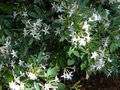 vignette Rhododendron Atlanticum au 21 06 12