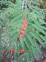 vignette Runion Euphorbia fulgens