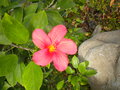 vignette hibiscus borianus