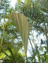vignette gronophyllum microcarpum