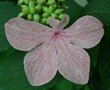 vignette Viburnum plicatum 'Pink Beauty'
