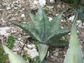 vignette Agave asperrima maderensis