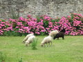 vignette Moutons nains d'ouessant