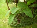 vignette Colocasia esculenta