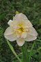 vignette Hmrocalle - Hemerocallis 'Jean Swann'