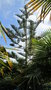 vignette araucaria heterophylla