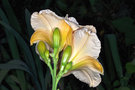 vignette Hmrocalle - Hemerocallis 'Jean Swann'