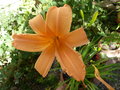 vignette Hemerocallis orange ple