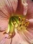 vignette Hemerocallis rose deux tons