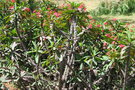 vignette Madagascar Euphorbia millii