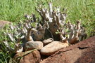 vignette Madagascar Pachypodium SP
