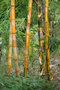 vignette Madagascar Bambou vulgaris 'Striata'
