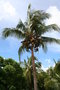 vignette Madagascar Cocos nucifera