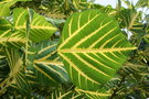 vignette Madagascar Erythrina variegata ou E Indica 'Picta'