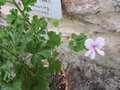 vignette 1 - espce, Pelargonium crispum