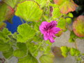 vignette 1 - espce, Pelargonium cucullatum