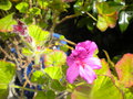 vignette 1 - espce, Pelargonium cucullatum