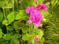 vignette 1 - espce, Pelargonium cucullatum 'Flore Pleno'