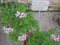 vignette 1 - espce, Pelargonium graveolens