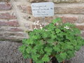 vignette 1 - espce, Pelargonium odoratissimum