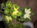 vignette Zonal Butterfly, Pelargonium 'A Happy Thought'