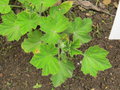 vignette 1 - espce, Pelargonium cucullatum