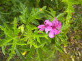 vignette 1 - espce, Pelargonium glutinosum