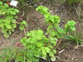 vignette 1 - espce, Pelargonium inquinans