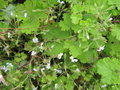 vignette 1 - espce, Pelargonium odoratissimum