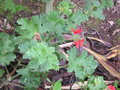 vignette groupe Unique, Pelargonium 'Scarlet Unique'