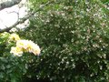 vignette Abelia grandiflora immense au 14 07 12