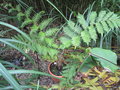 vignette cyathea australis