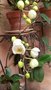 vignette phalaénopsis blanc