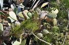 vignette Euphorbia tirucallii