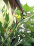 vignette Agave nizandensis inflorescence
