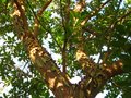 vignette Arbutus andrachne au beau tronc qui commence  peler au 21 07 12