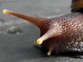 vignette Escargot (Achatina fulica)